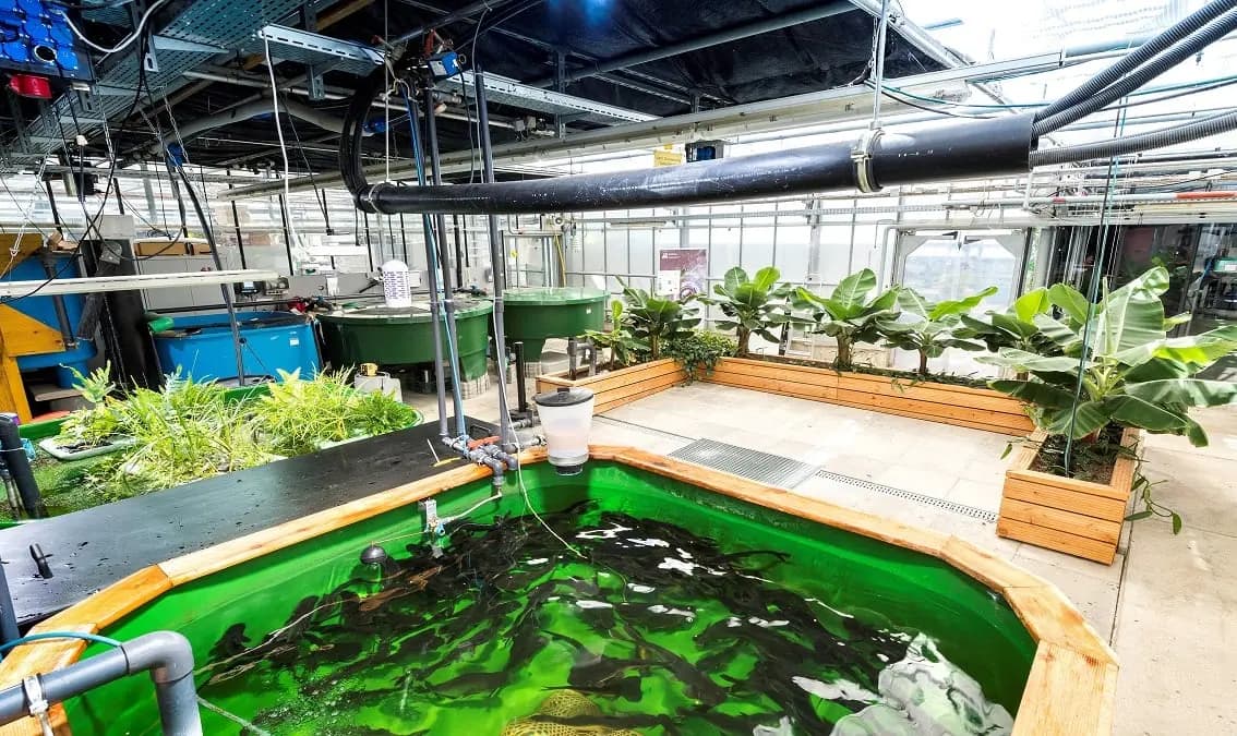 Aquaponics: Integrated Fish and Plant Farming