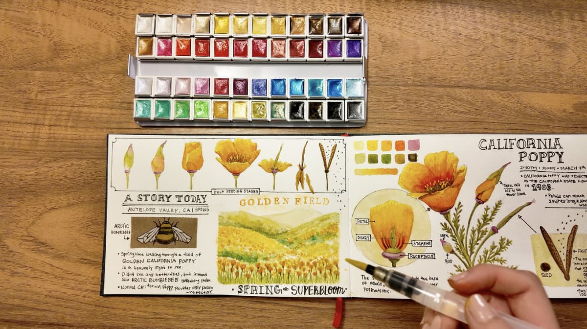 Nature Journaling: Drawing from Observation Using Watercolors